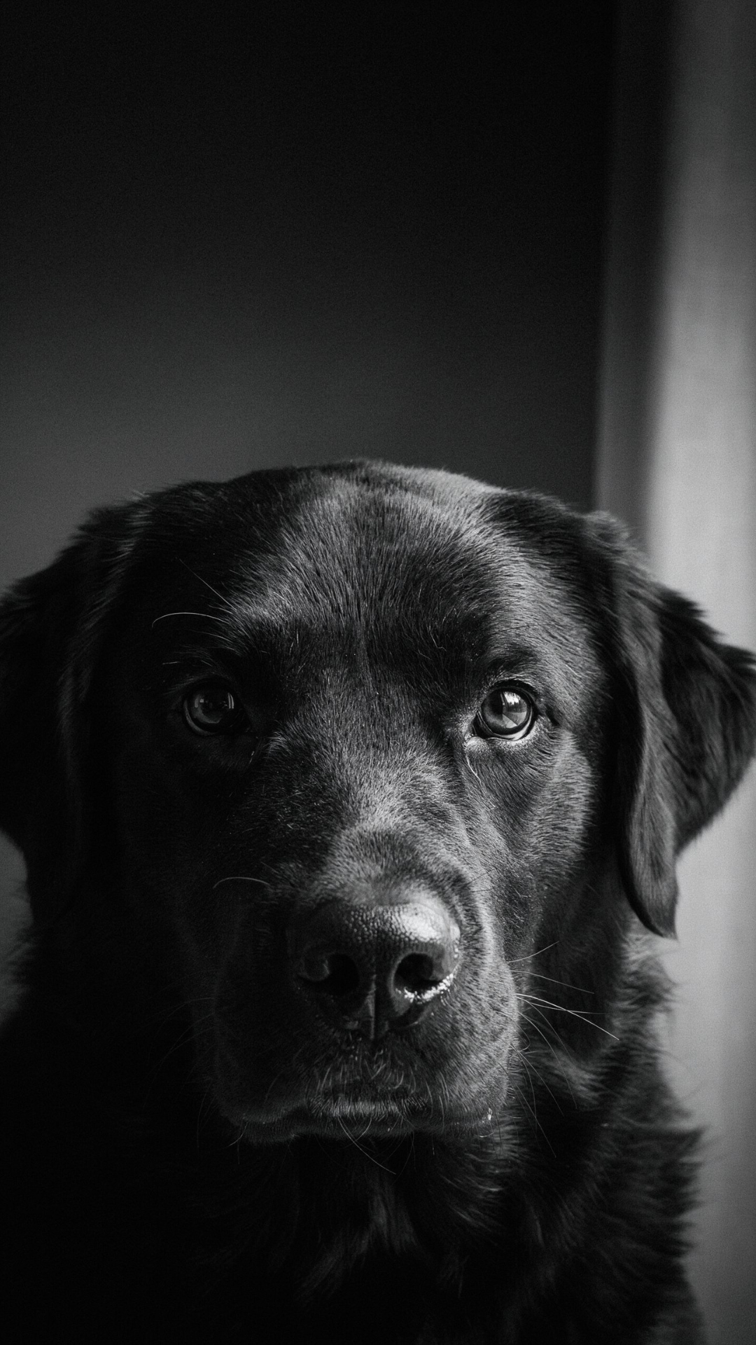 Black Labrador retriever aesthetic wallpaper with dramatic black and white portrait