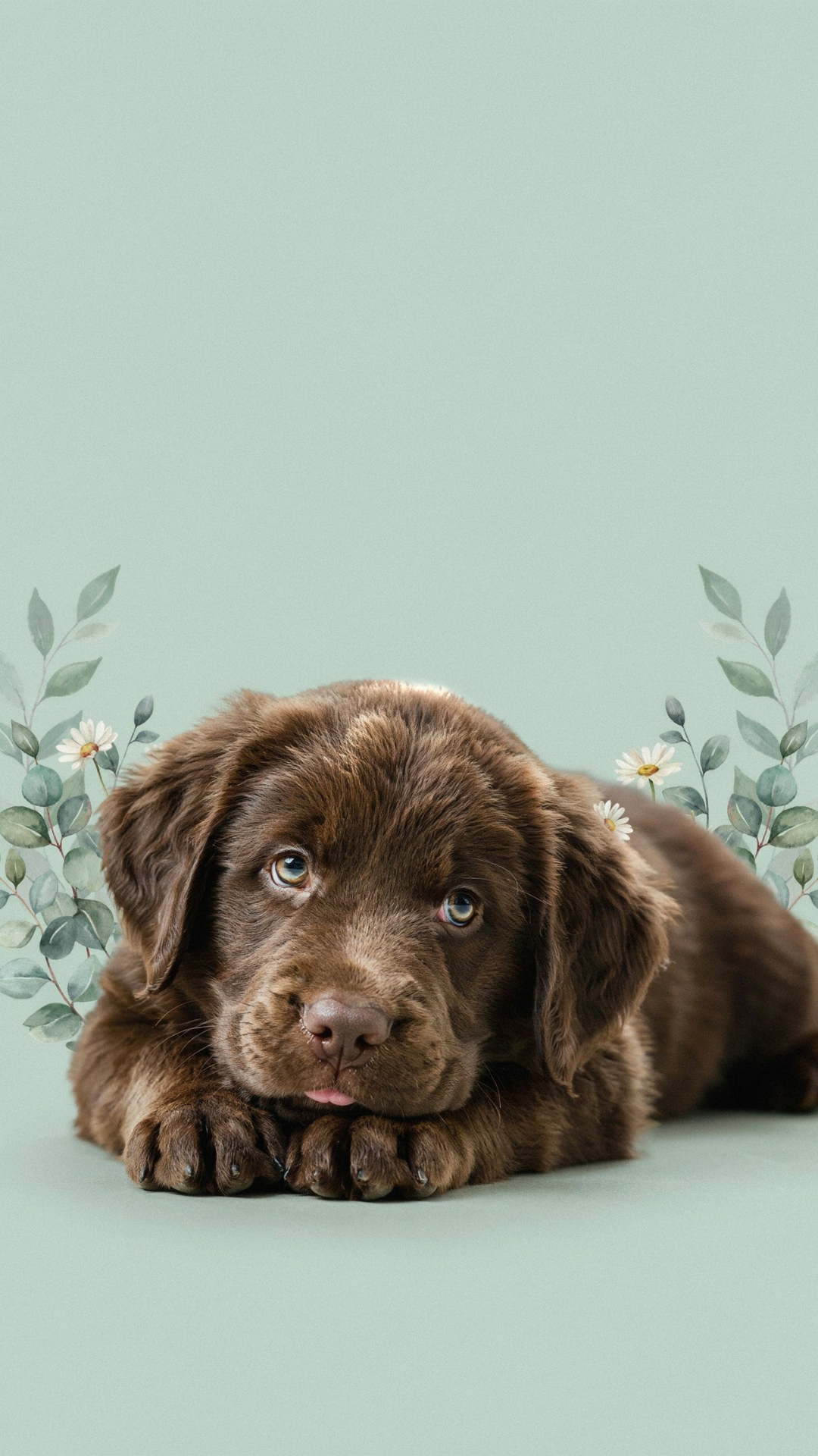 Chocolate Labrador puppy wallpaper for iPhone with dreamy sage green background